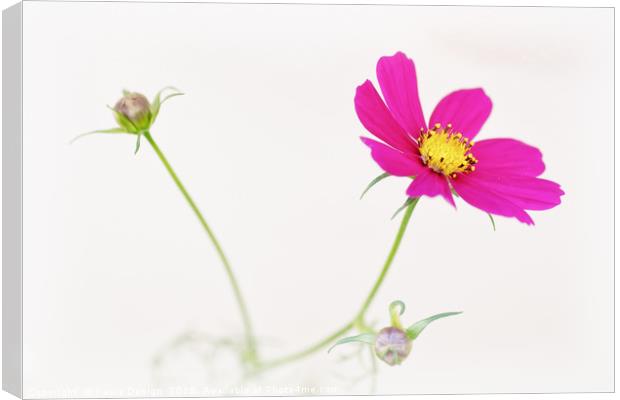 Mexican Aster Canvas Print by Kasia Design