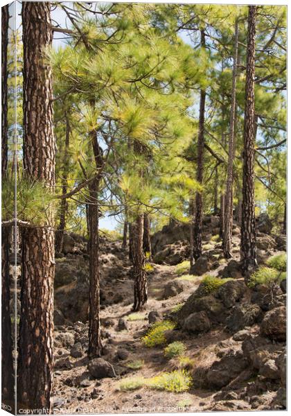 Lava between the Pine Trees, Tenerife, Spain Canvas Print by Kasia Design
