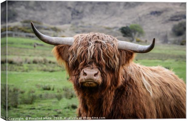 Highland Cow (or Coo) Near Corran  Canvas Print by Rosalind White