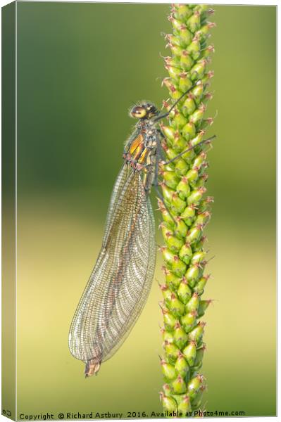 Damsel  Canvas Print by Richard Astbury