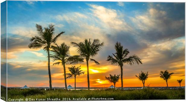 Sunset with dates tree Canvas Print by Dev Kumar