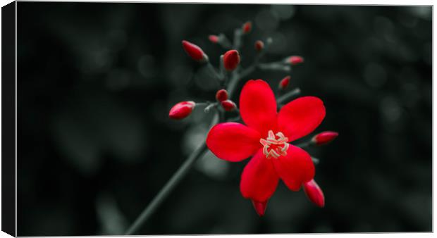 The Red Canvas Print by Dev Kumar