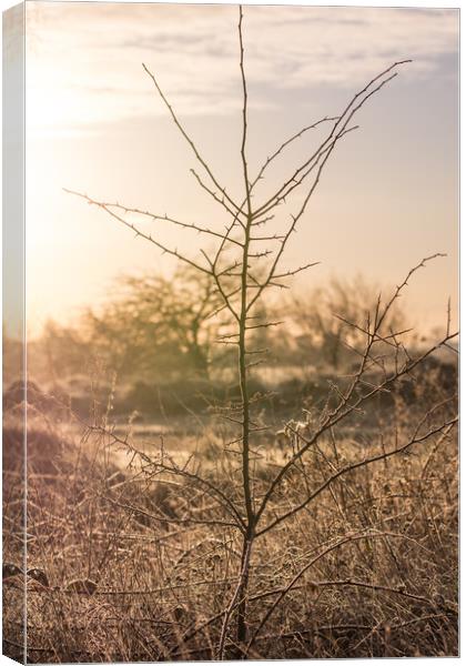 Early Morning Bliss Canvas Print by Jonathan Grady