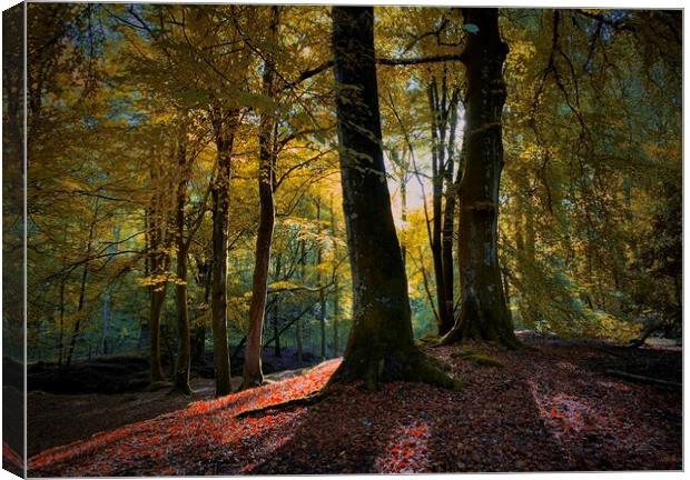 Autumn glow Canvas Print by Clive Ashton