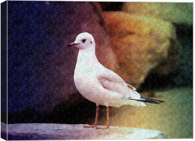 Seagull waiting for fish Canvas Print by Martine Boer - Reid