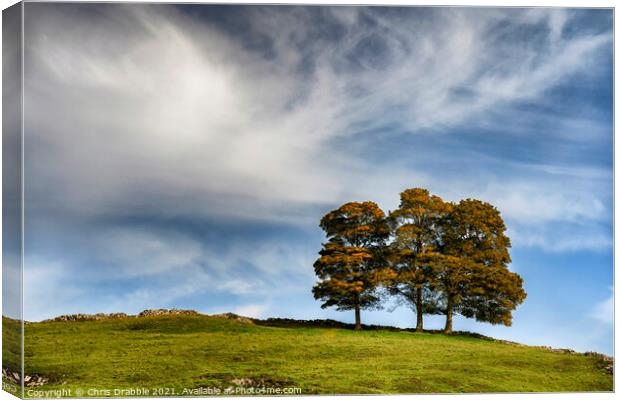 Three trees in Hall Dale Canvas Print by Chris Drabble