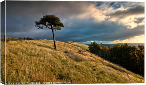 Lone tree on Back Tor Canvas Print by Chris Drabble