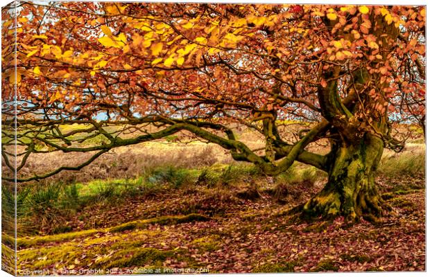 Autumn colours in Longshaw Estate Canvas Print by Chris Drabble