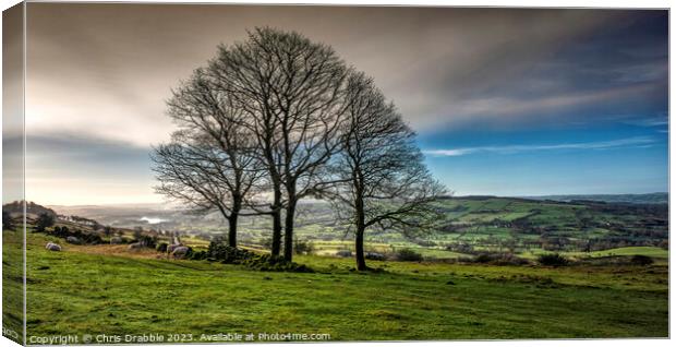 Winter trees at the Roaches (3) Canvas Print by Chris Drabble