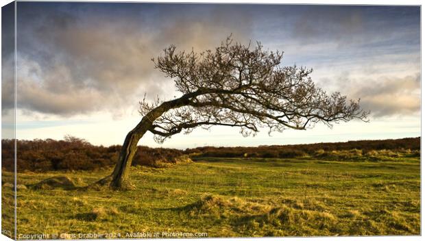A windswept tree on Stanton Moor Canvas Print by Chris Drabble