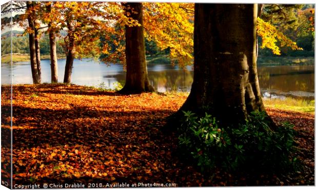 Autumn trees in the River Derwent valley Canvas Print by Chris Drabble