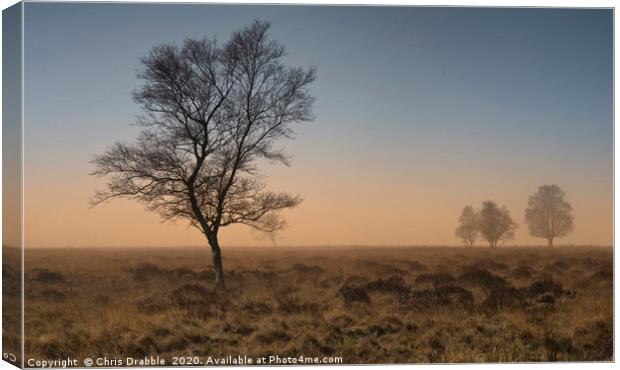 A misty Winter morning on Leash Fen (2) Canvas Print by Chris Drabble
