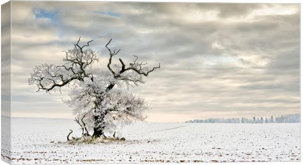 A Winters day Canvas Print by Chris Drabble