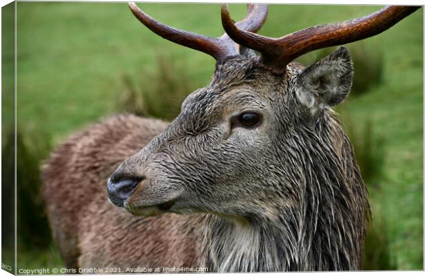 Red Deer, Torridon Canvas Print by Chris Drabble