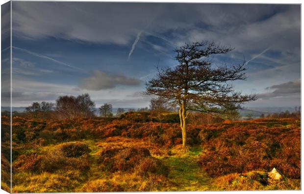 Stanton Moor at sunset  Canvas Print by Chris Drabble
