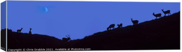 Stag and Hinds at dusk Canvas Print by Chris Drabble