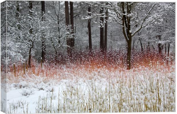 Colour in the Snow Canvas Print by Bob Barnes