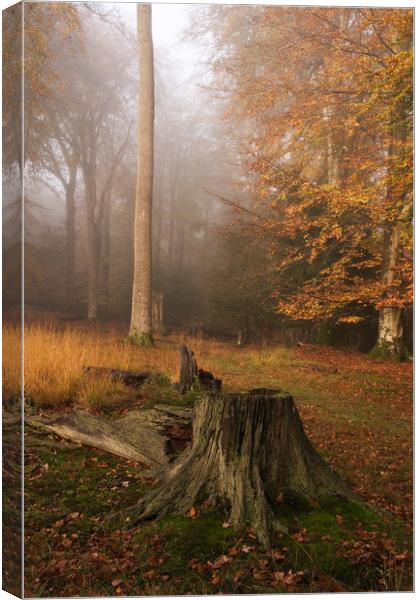 Autumnal Mist Canvas Print by Bob Barnes