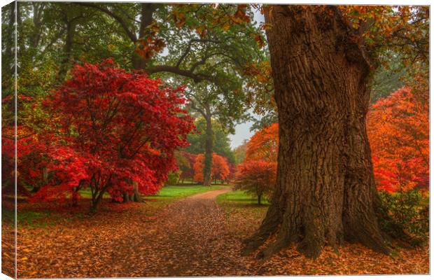 Acer's in Autumn Canvas Print by Bob Barnes