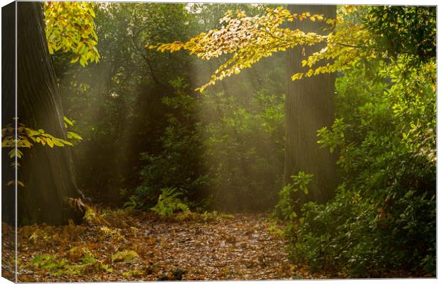 Sun Rays on Forest Floor Canvas Print by Bob Barnes