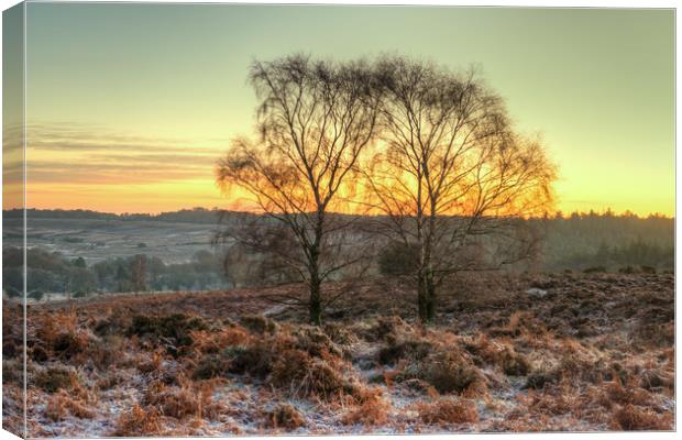 Mogshade Hill in Winter The New Forest Hampshire Canvas Print by Bob Barnes