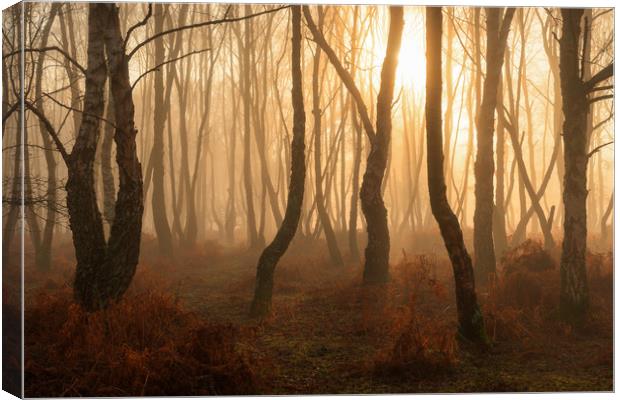 Denny Wood The New Forest Hampshire Canvas Print by Bob Barnes