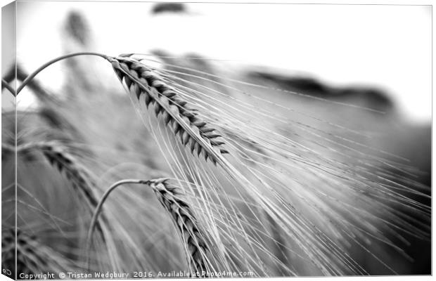 Black and White Barley Ears Canvas Print by Tristan Wedgbury