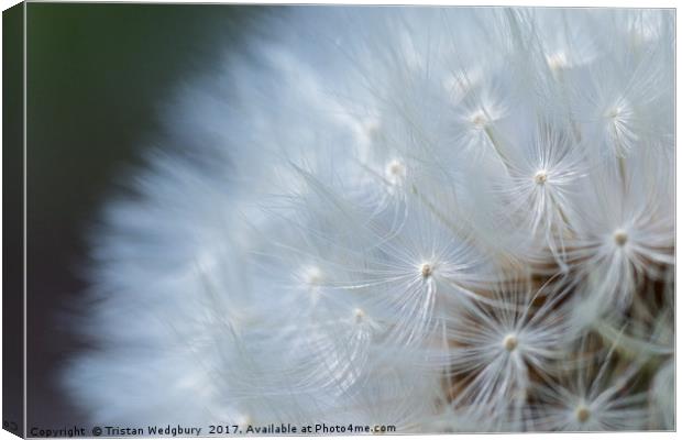 Dandelions Seed Heads Close Up Canvas Print by Tristan Wedgbury