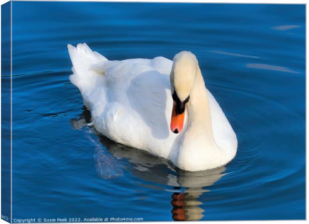Mute Swan on the River near Chard Somerset Canvas Print by Susie Peek