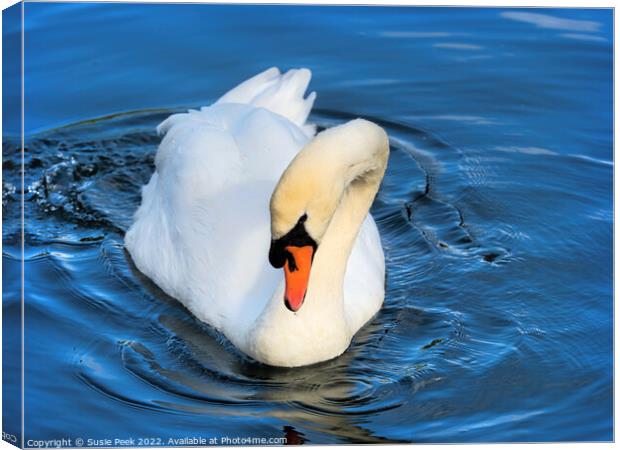 Mute Swan on the River near Chard Somerset Canvas Print by Susie Peek