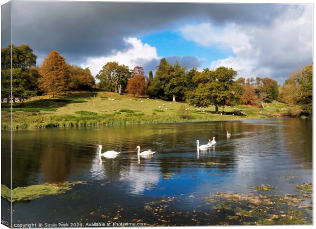 Mute Swans on the River near Chard Somerset Canvas Print by Susie Peek