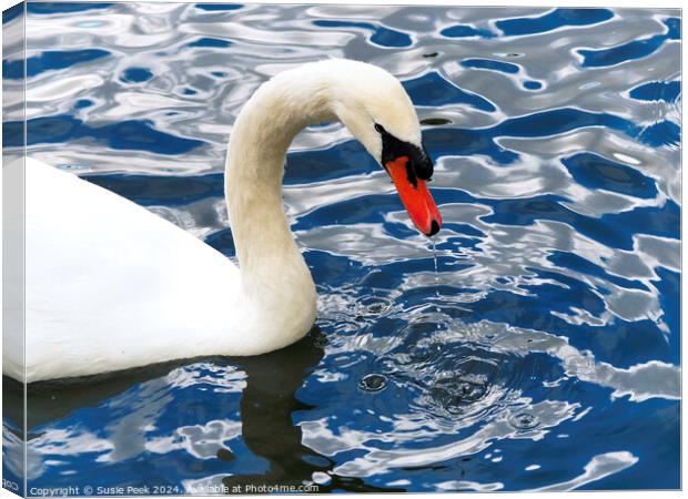 White Mute Swan on Rippling Blue Water Canvas Print by Susie Peek
