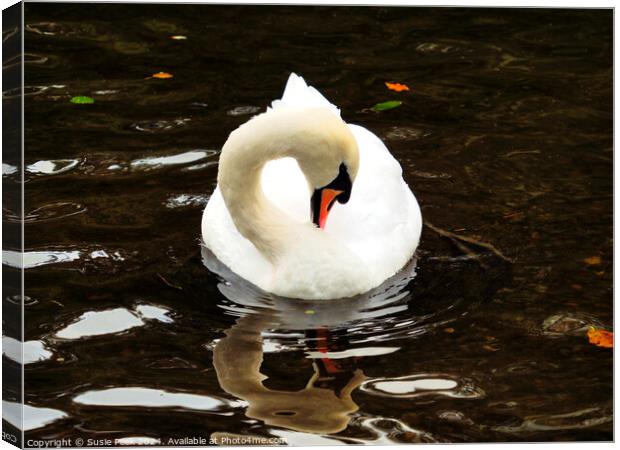 White Mute Swan Swimming on the River Canvas Print by Susie Peek