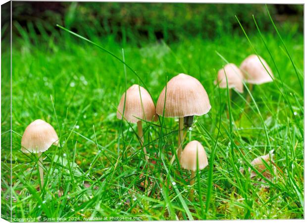 Fungi in the Grass Canvas Print by Susie Peek
