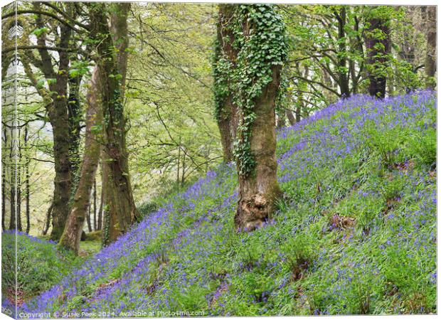 Bluebell Time at Blackbury Camp Devon Canvas Print by Susie Peek