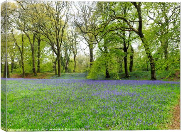 Bluebell Time at Blackbury Camp Devon Canvas Print by Susie Peek