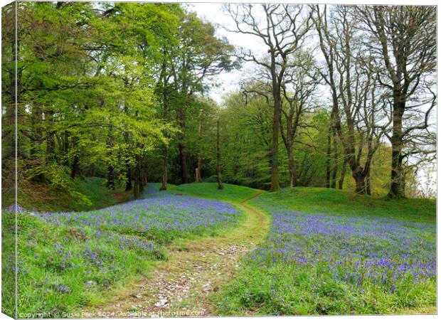 Bluebell Time at Blackbury Camp Devon Canvas Print by Susie Peek