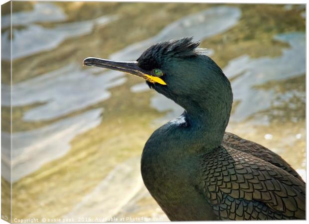 Cormorant/Shag At Padstow Harbour Canvas Print by Susie Peek