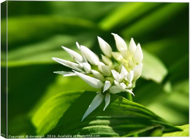 Wild Garlic - Allium ursinum Canvas Print by Susie Peek