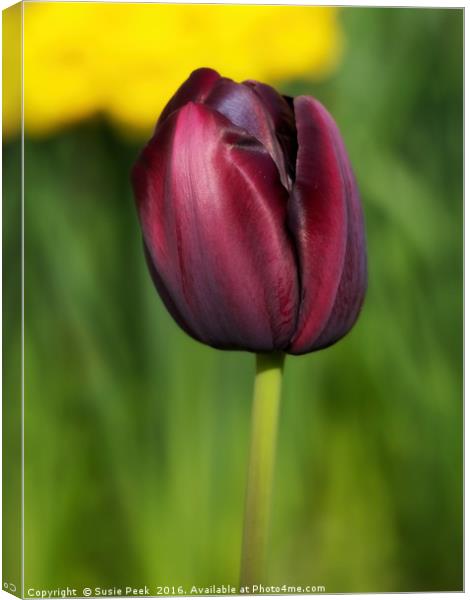 Black Tulip Canvas Print by Susie Peek