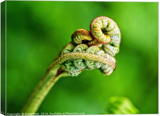 Untangling Ferns Canvas Print by Susie Peek