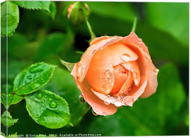 Peach Rose In The Rain Canvas Print by Susie Peek