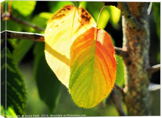 Tinges Of Autumn Canvas Print by Susie Peek