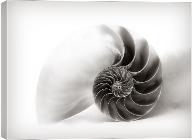 Nautilus Shell - Soft Grey Tones   Canvas Print by Susie Peek