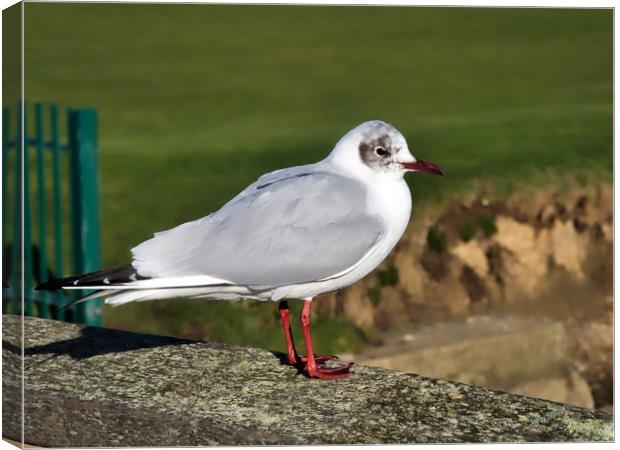 Black-headed Gull - Chroicocephalus ridibundus Canvas Print by Susie Peek