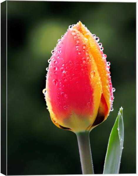 Perfect Love - Tulip In The Rain Canvas Print by Susie Peek
