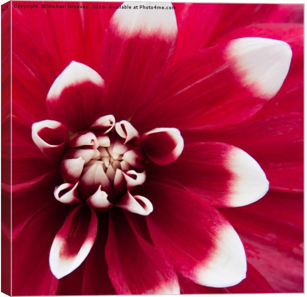 Dahlia Canvas Print by Michael Greaves