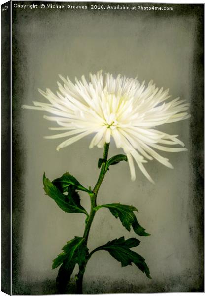 White Chrysanthemums Canvas Print by Michael Greaves
