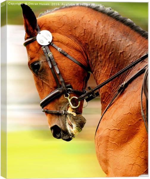 Horse Dressage Piaffe Canvas Print by Omran Husain