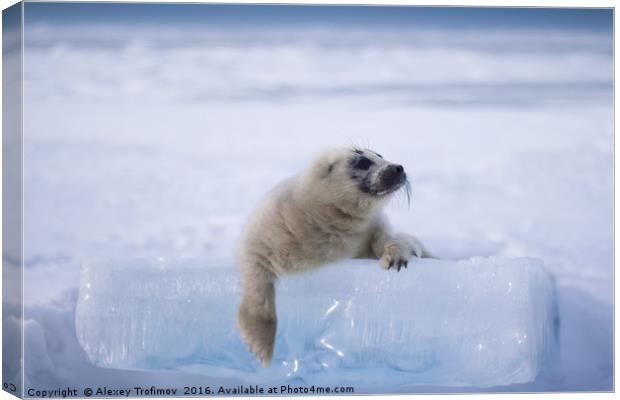 Baikal seal puppy Canvas Print by Alexey Trofimov